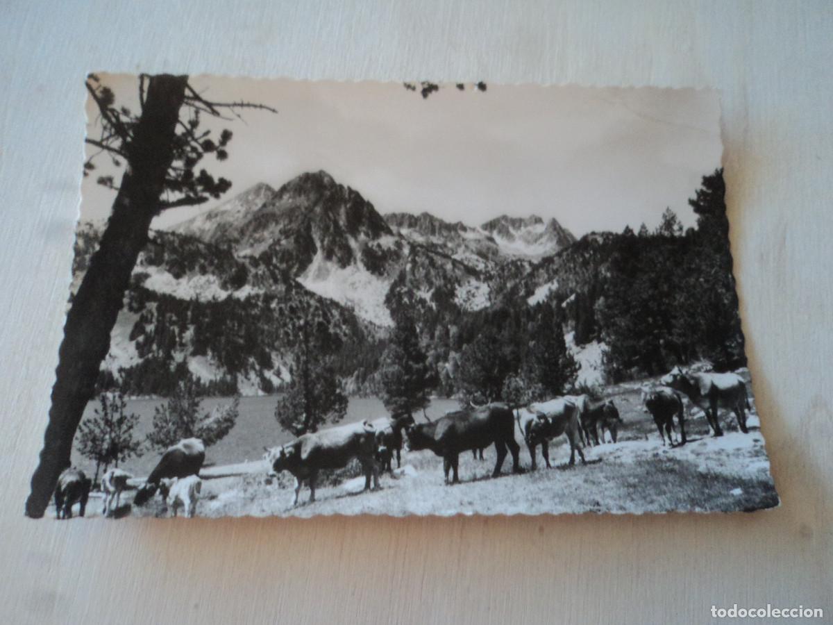 Postales: 131 VALLE DE ESPOT. GANADER&Iacute;A EN SAN MAURICIO, ED. OF. TURISMO, circulada 1955