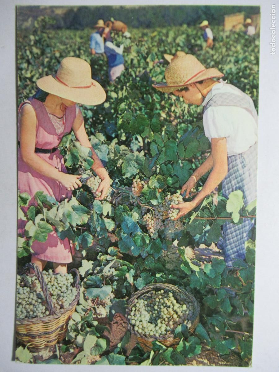 Cartoline: Cavas Codorniu - Vendimia