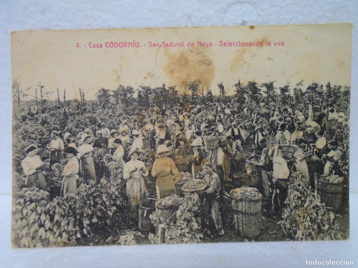 Postales: SAN SADURNI DE NOYA.POSTAL S/C.HACIA 1900.CASA CODORNIU,SELECCIONANDO UVA.