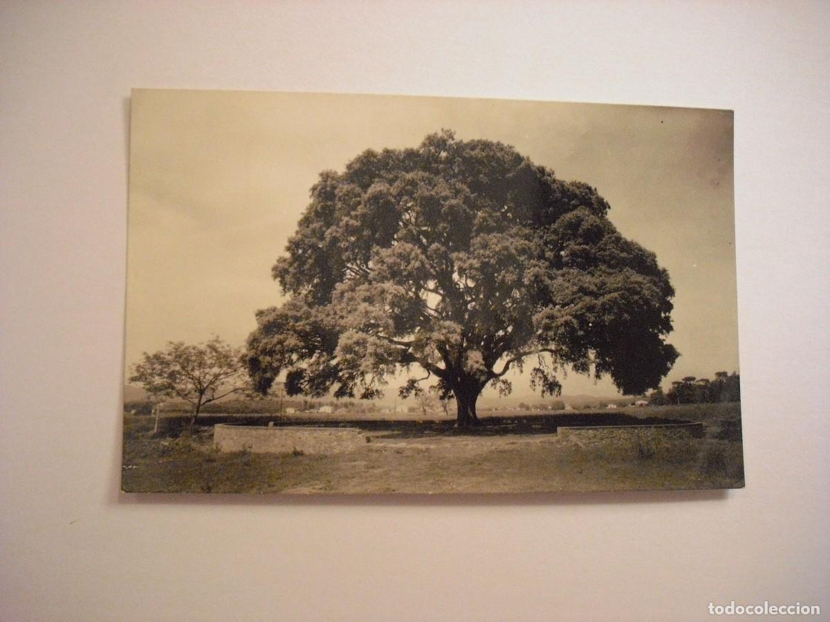 Postkarten: PALAU DE PLEGAMANS 5 . ENCINA PADRO . E. M. ESCRITA
