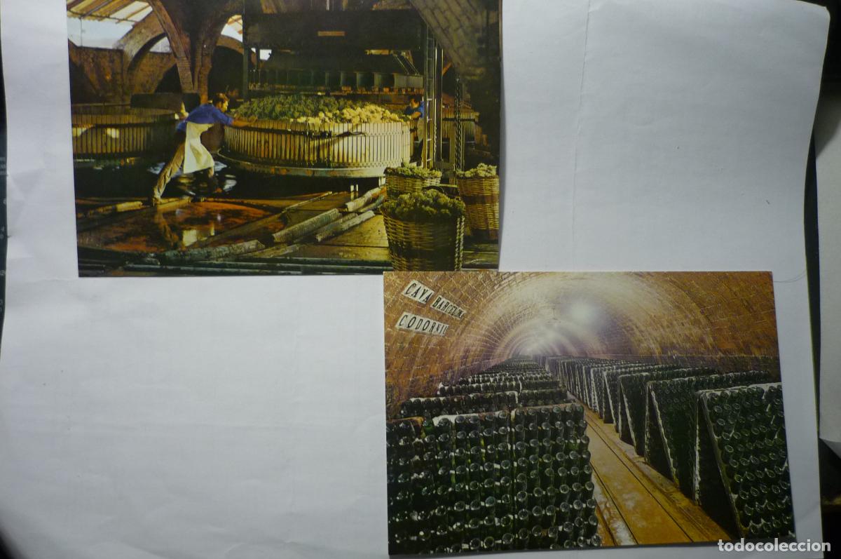 Postales: lote postales cavas codorniu - Foto 1