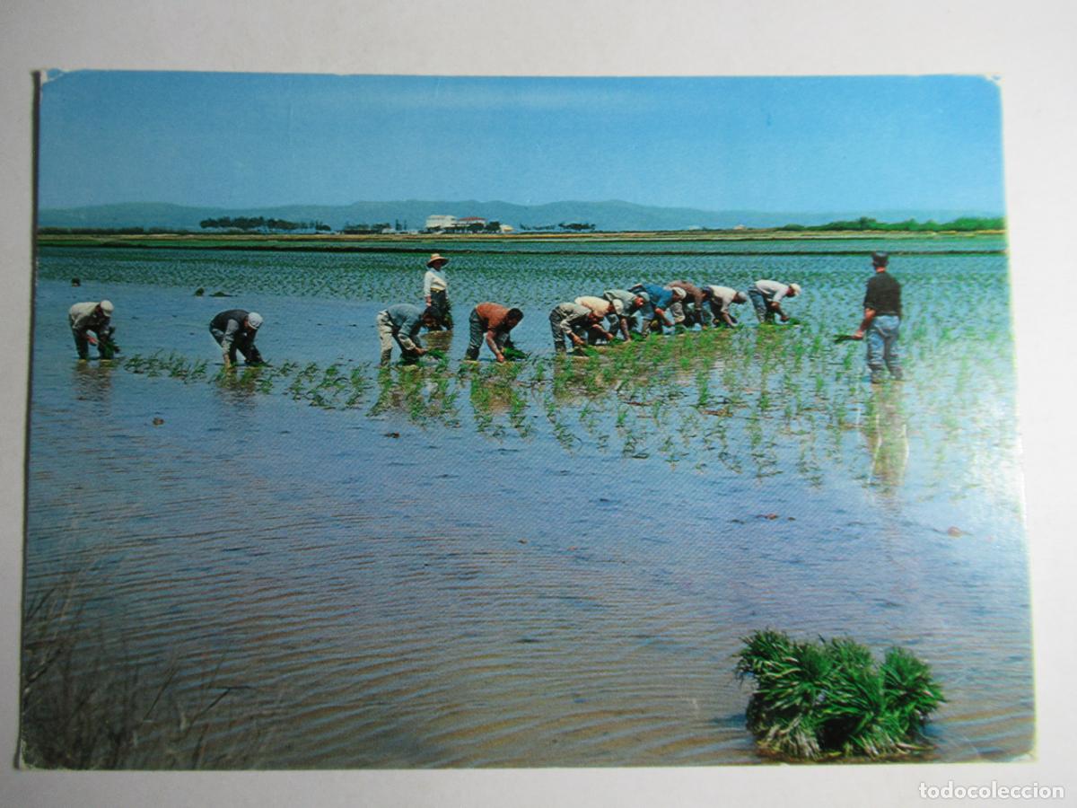 Postkarten: Delta del Ebro - La Cava - Plantando arroz