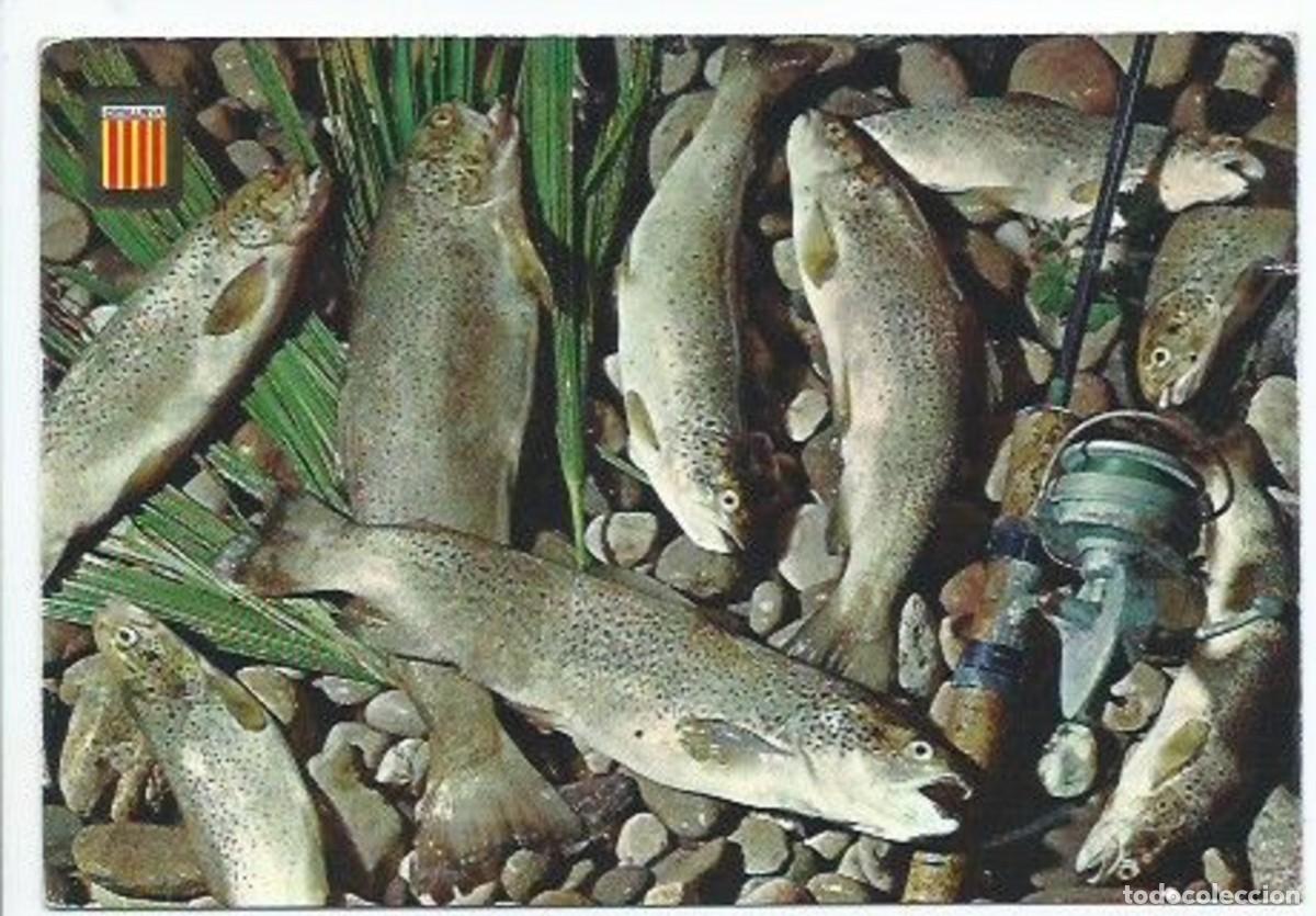 Postales: &rdquo; TRUITES &rdquo;.- PLATOS TIPICOS