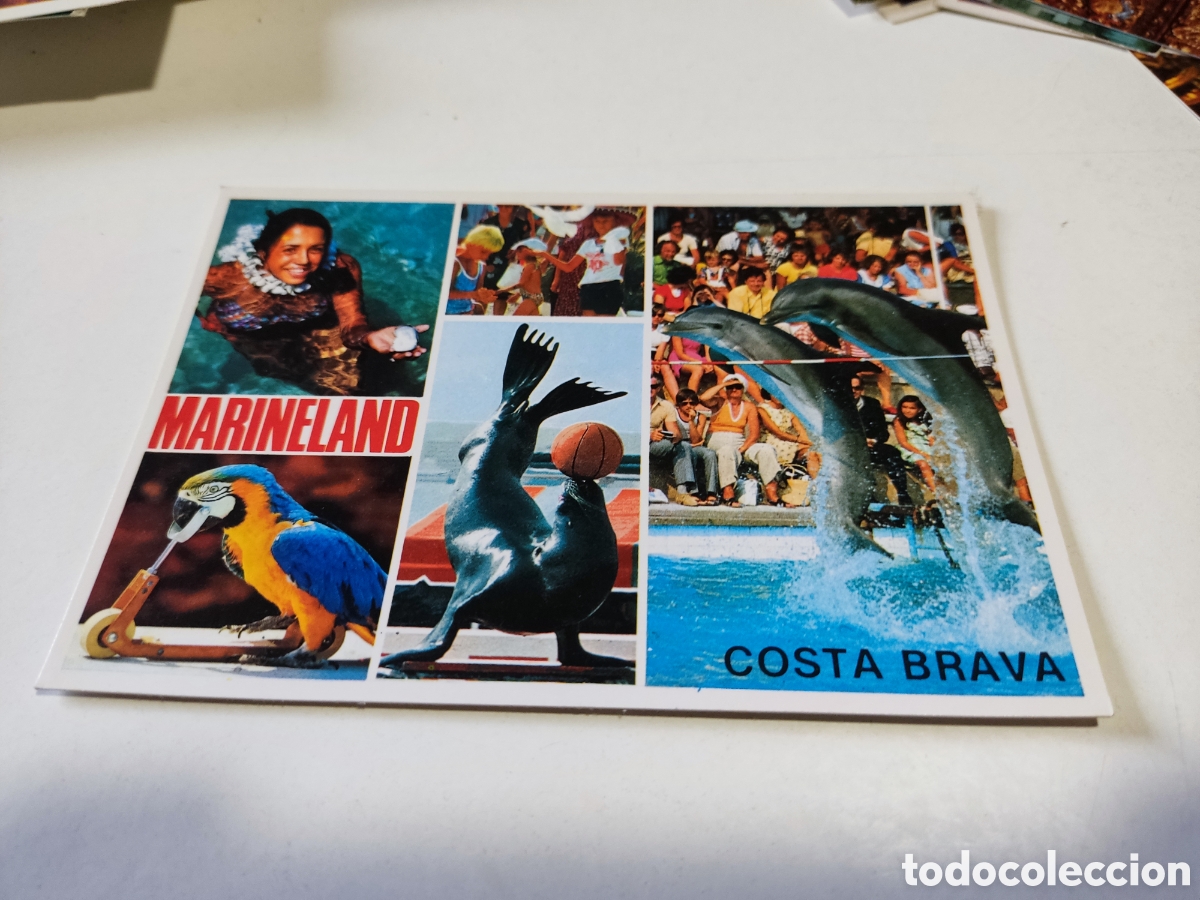Postales: Postal marineland delf&iacute;n - Foto 1