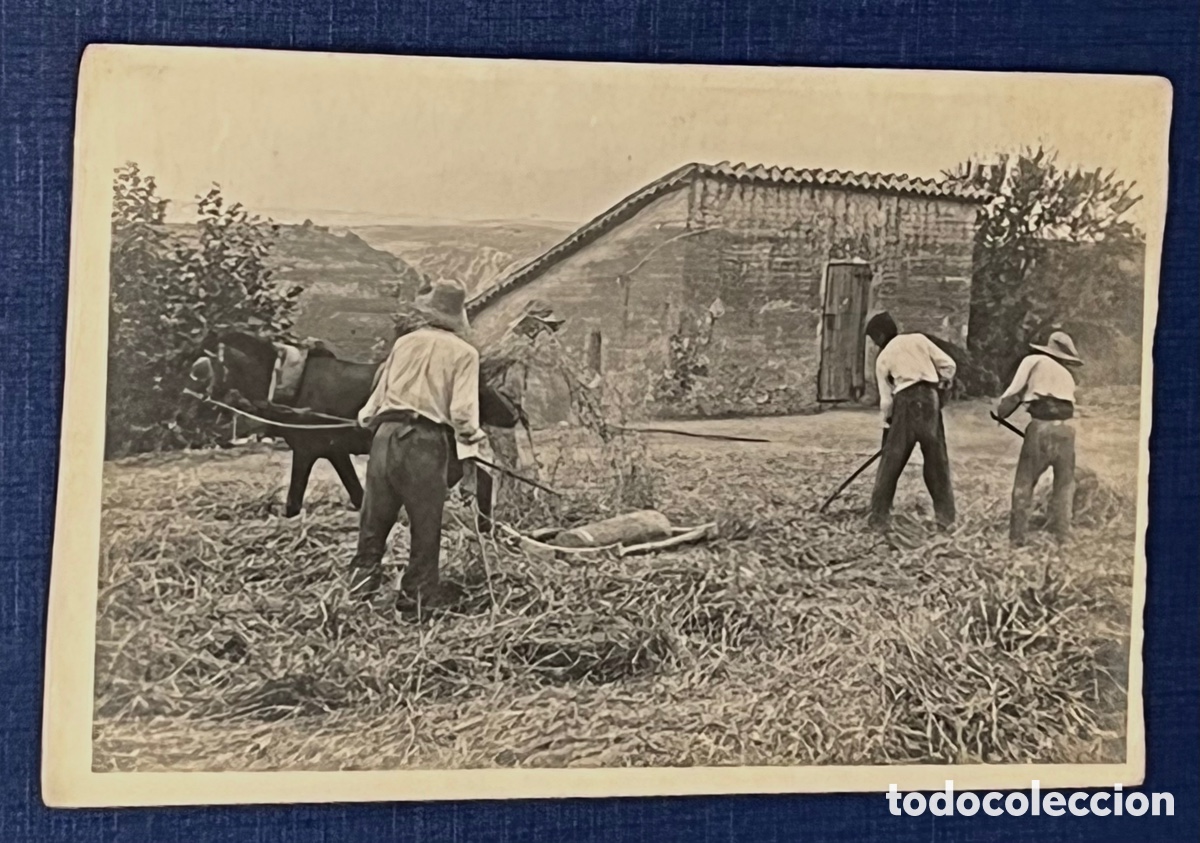 Cartes Postales: POSTAL FOTOGRAFICA: BATIENDO JUDIAS. sin circular