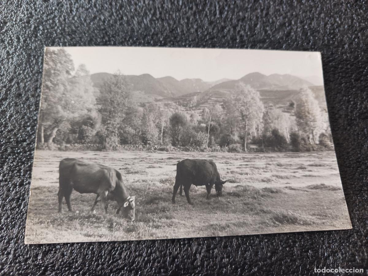 Postcards: postal fotografica, PRULLANS DE CERDA&Ntilde;A-PRADOS-FOTOGRAFIA, escrita