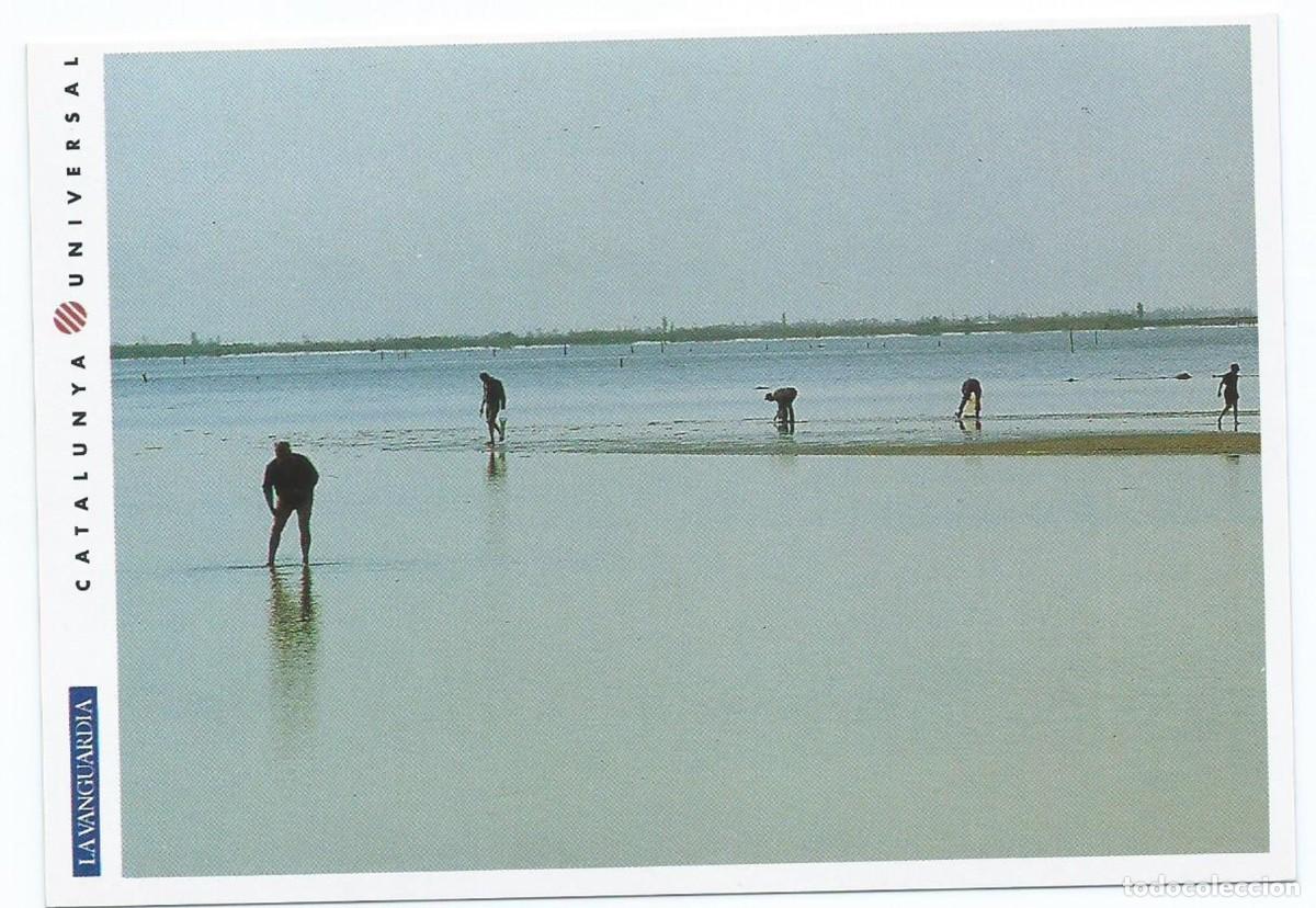 Cartoline: EL DELTA DE L&acute;EBRE. MARISCADORES.- SERIE CATALUNYA UNIVERSAL DE LA VANGUARDIA