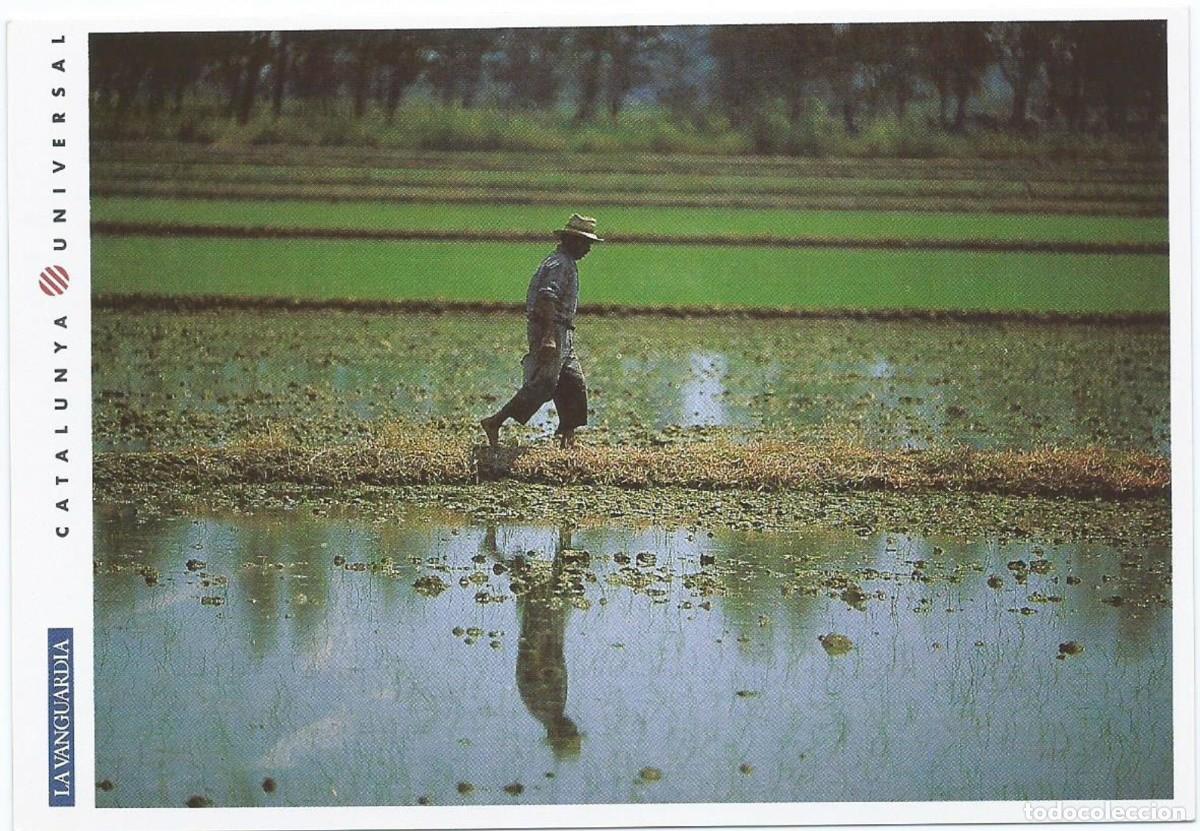 Cartoline: EL DELTA DE L&acute;EBRE. CAMPOS DE ARROZ.- CATALUNYA UNIVERSAL / LA VANGUARDIA