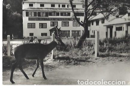 Postais: ANTIGUA POSTAL SERIE I NUM 1056 PIRINEOS ORIENTALES LA MOLINA ALTA CER4DA&Ntilde;A GAMO EN LA MOLINA A CAMP
