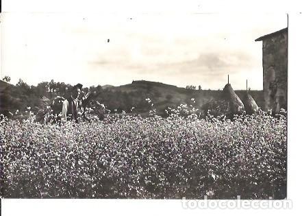 Postais: ANTIGUA POSTAL VALLES DE OLOT TIPICA ESTAMPA CAMPESINA 1959
