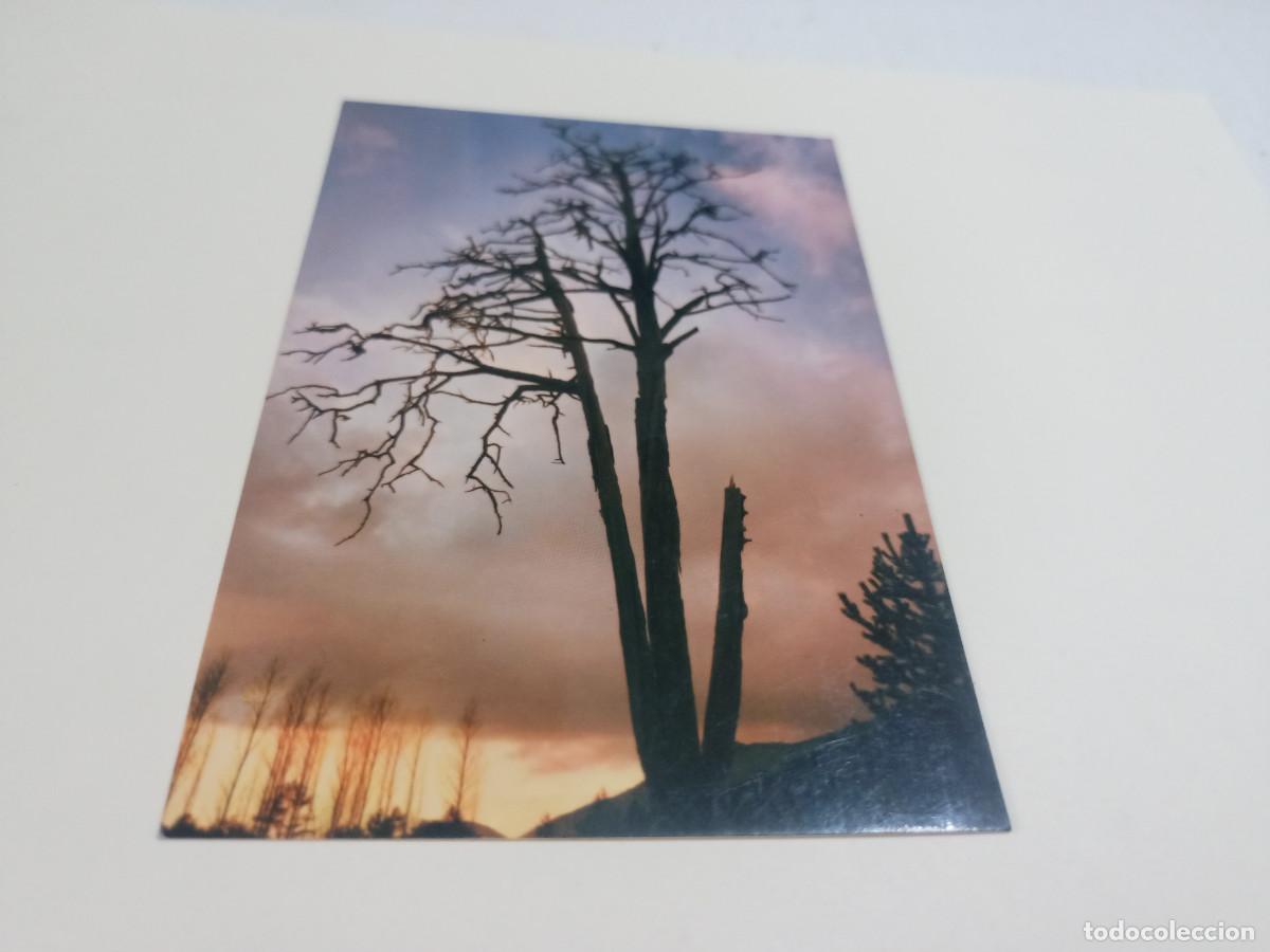 Postales: BERGUED&Agrave; - POSTAL PI DE LES TRES BRANQUES