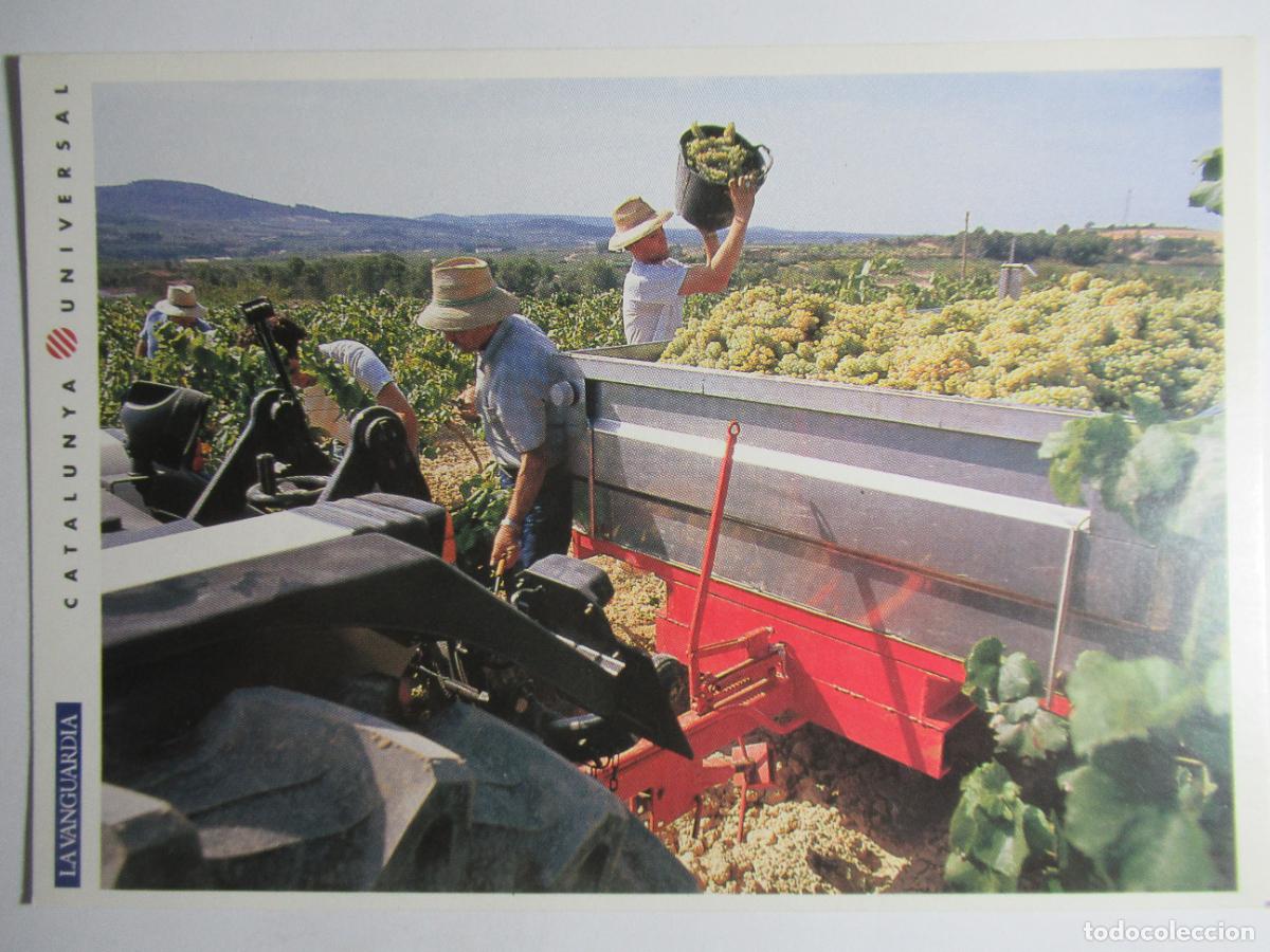 Postales: Sant Sadurn&iacute; dAnoia - Vendimia - Foto 1