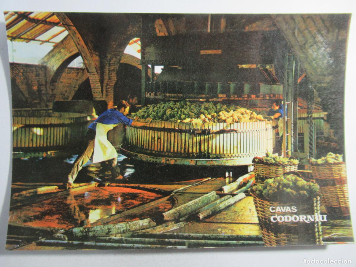 Postales: Cavas Codorniu - Prensado de la uva - S/C - Foto 1