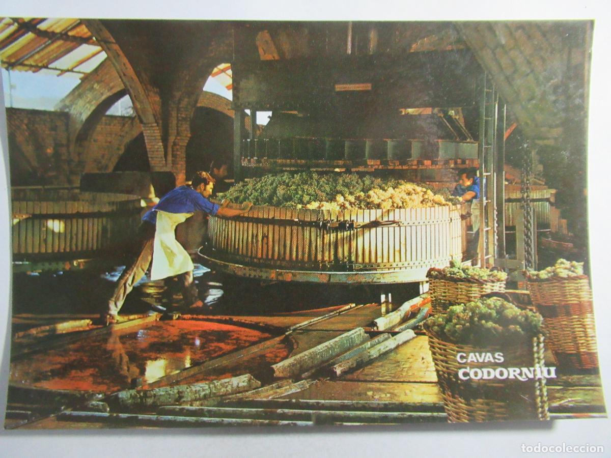 Postales: Cavas Codorniu - Prensado de la uva - S/C - Foto 1
