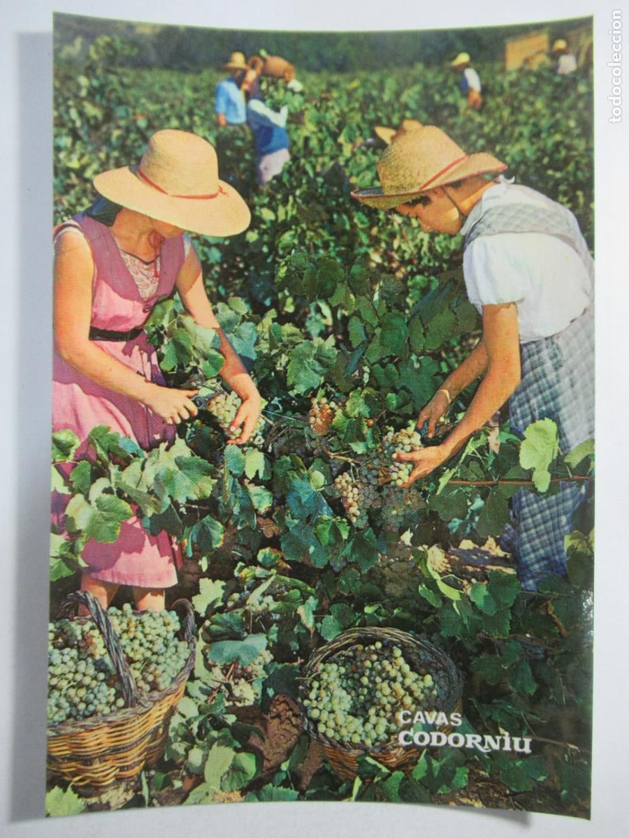 Postales: Cavas Codorniu - Vendimia - S/C