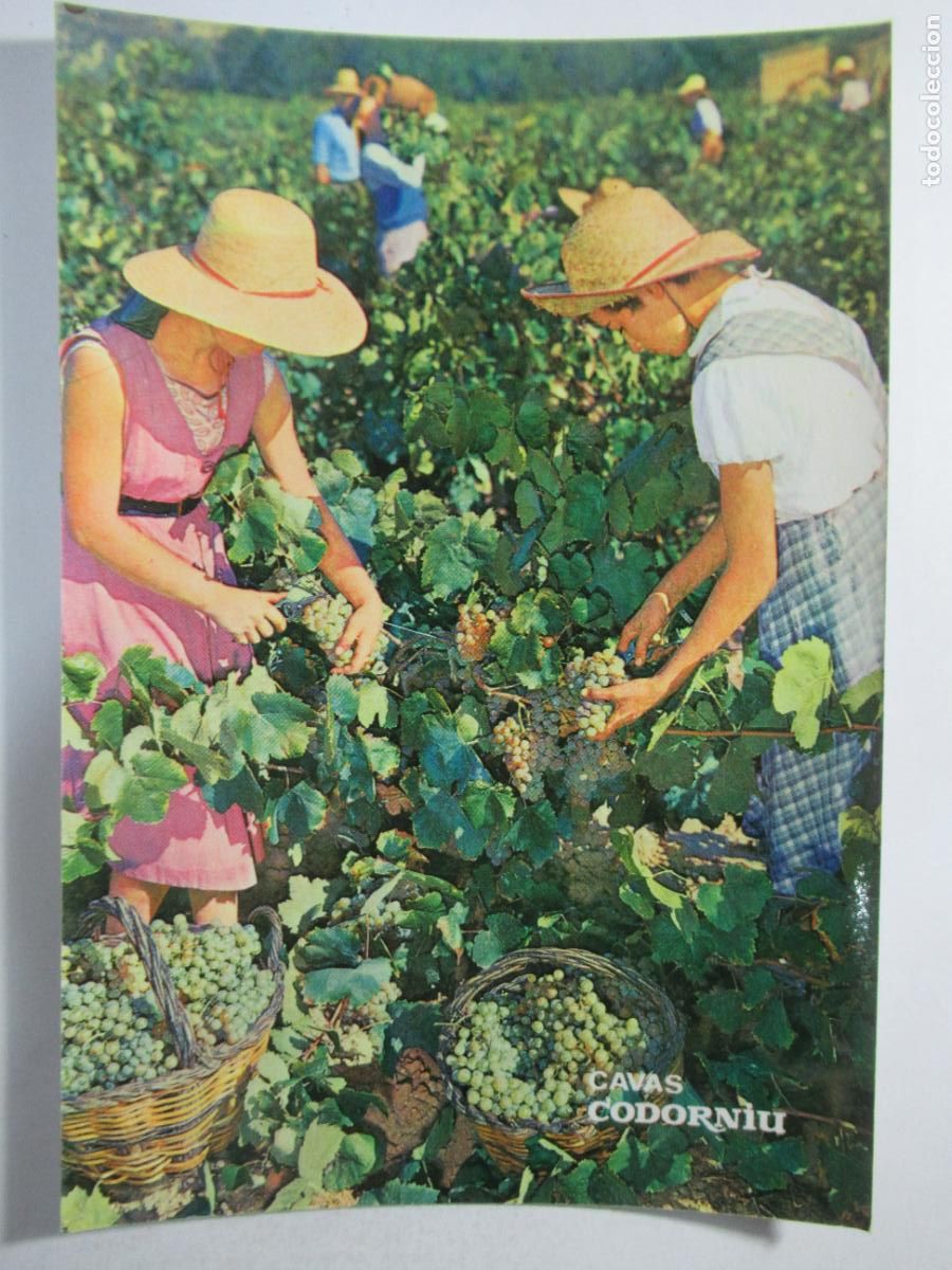 Postales: Cavas Codorniu - Vendimia - S/C