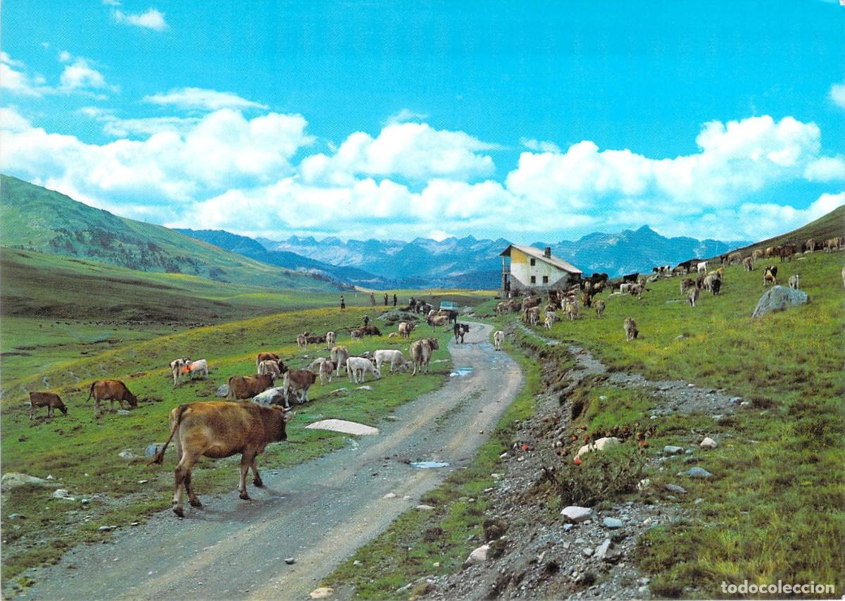 Postales: Postal Valle de Ar&aacute;n L&eacute;rida - Paisaje de Pla de Beret con Ganado