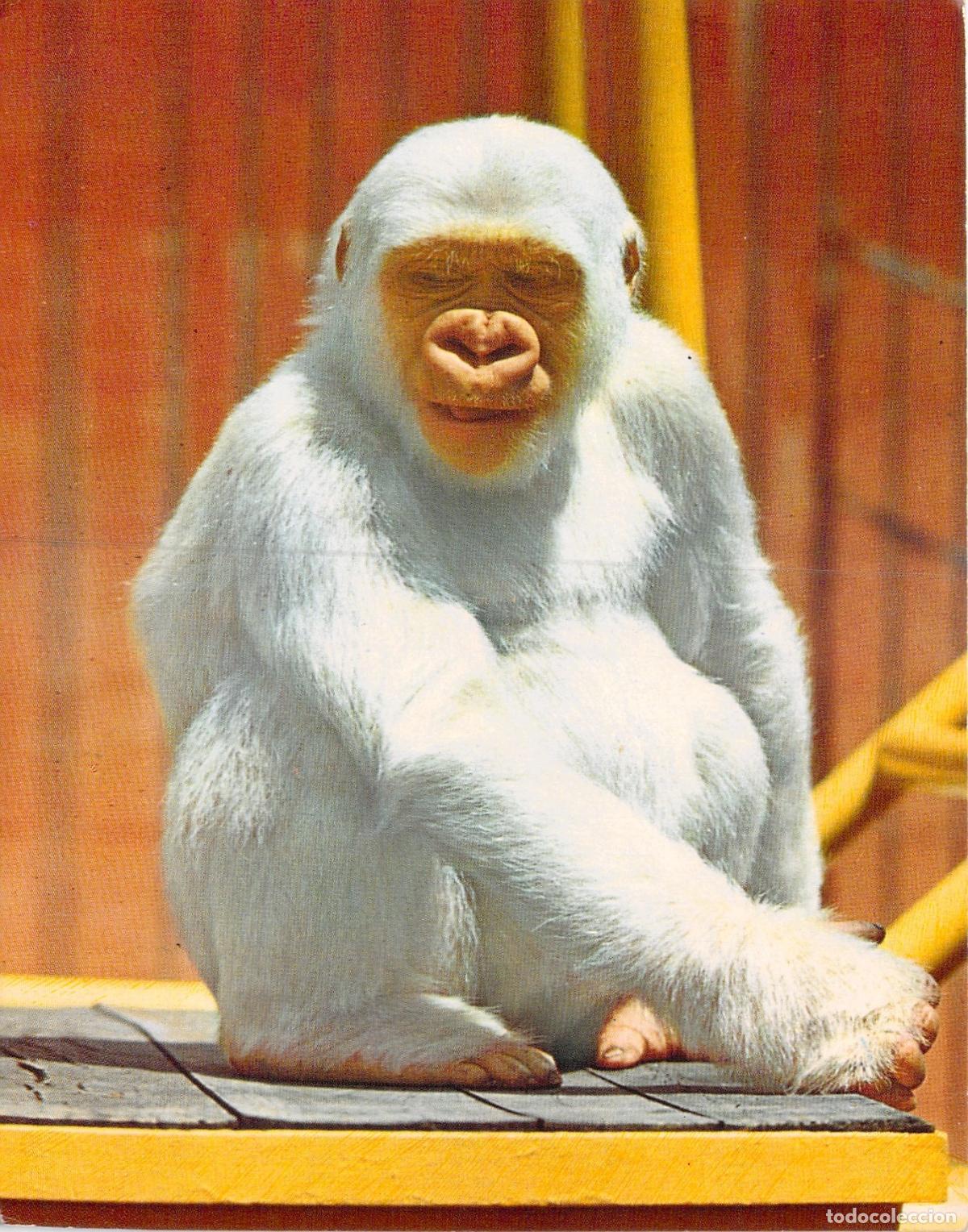 Postales: Postal de Copito de Nieve, el Gorila Blanco del Zoo de Barcelona