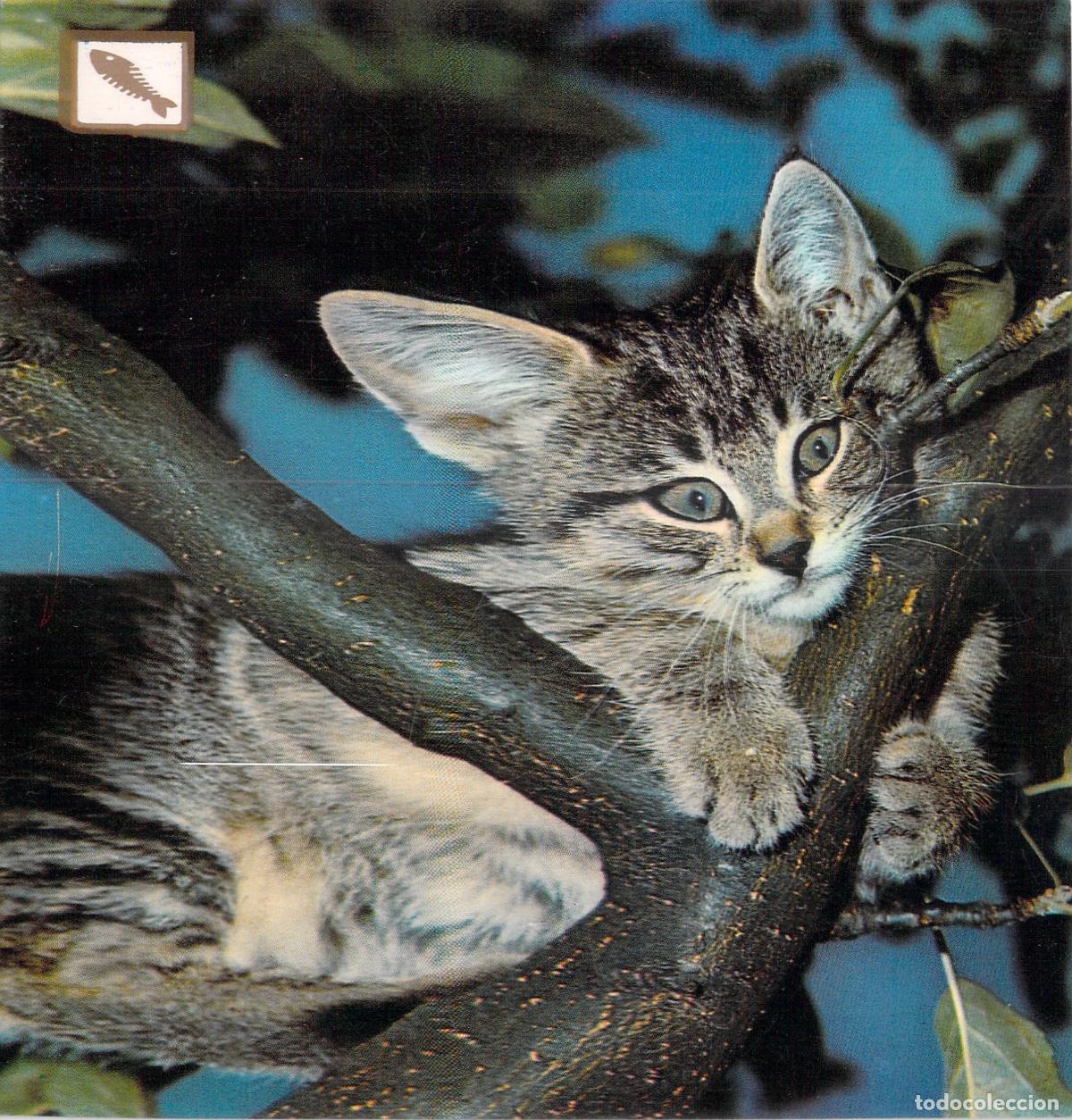Postales: Postal de Gatito Atigrado en un &Aacute;rbol - FISA Barcelona
