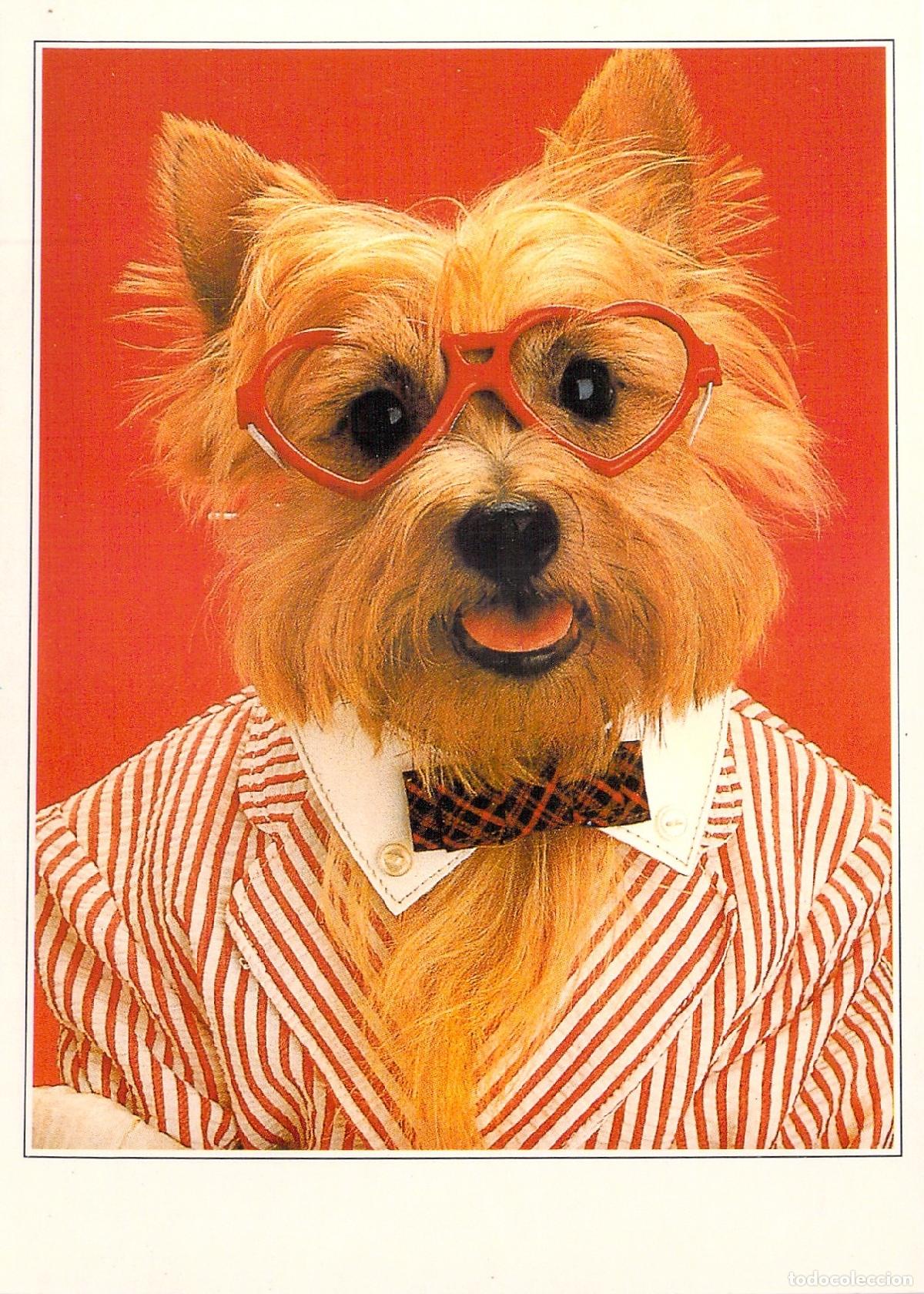 Postales: Postal de Perro con Gafas de Coraz&oacute;n y Chaqueta a Rayas