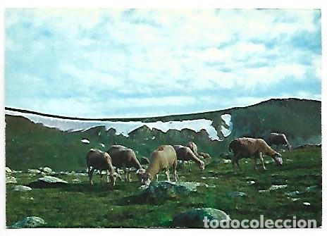 Postales: LA VALL DE ULL DE TER / THE VALLEY OF THE ULL DE TER.- CAMPRODON / GIRONA