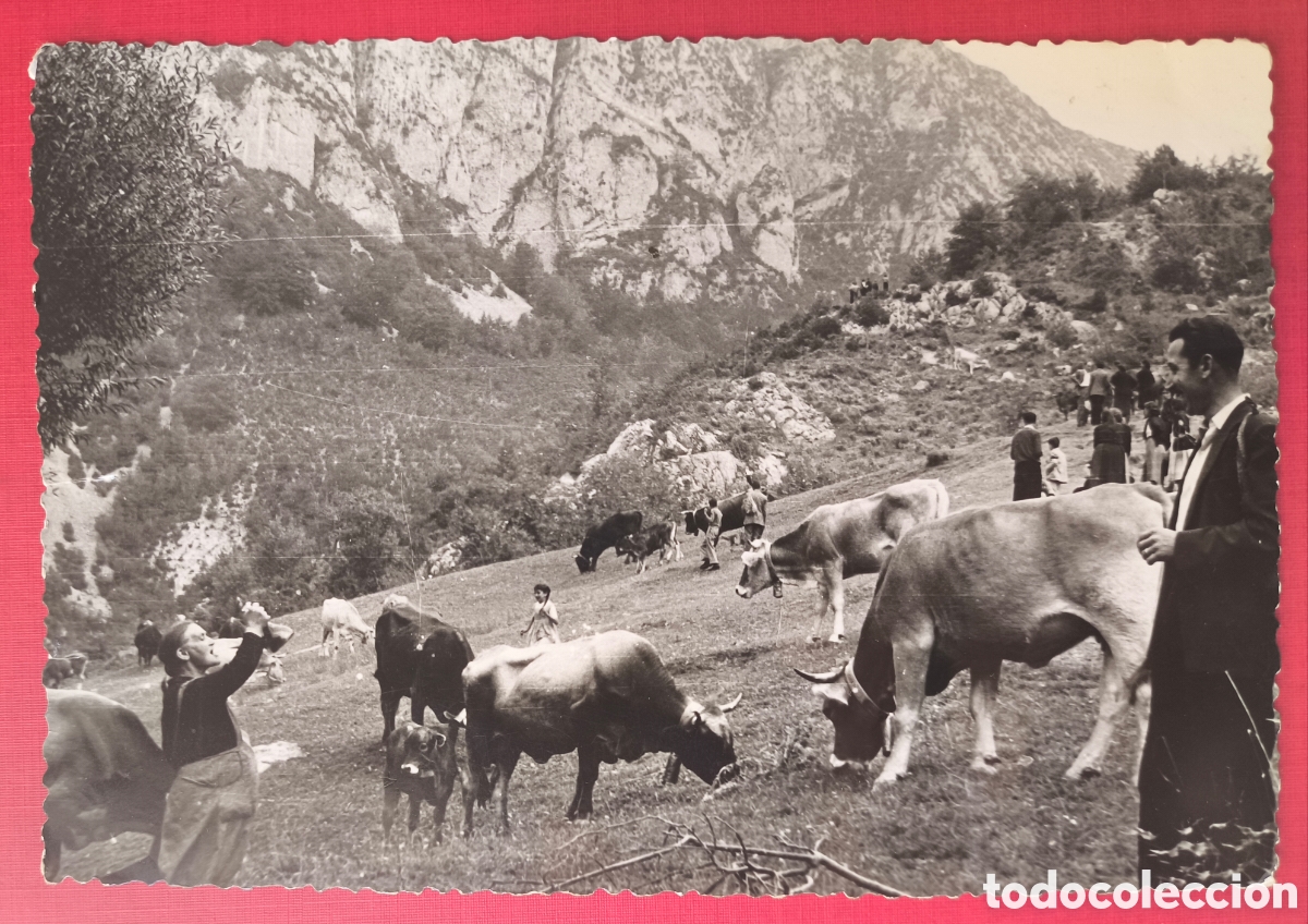 Postales: SALDES POSTAL FOTOGR&Aacute;FICA ANIMADA FOTOGRAF&Iacute;A GRASOLET PEDRAFORCA ALT BERGUED&Agrave; C. 1960