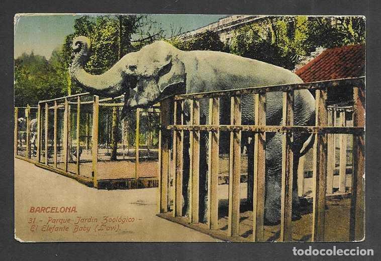 Postales: Postal. Barcelona. n&ordm; 31 Parque Jardin Zoo&oacute;gico. El Elefante Baby (l'avi) J.Vernini sin cir