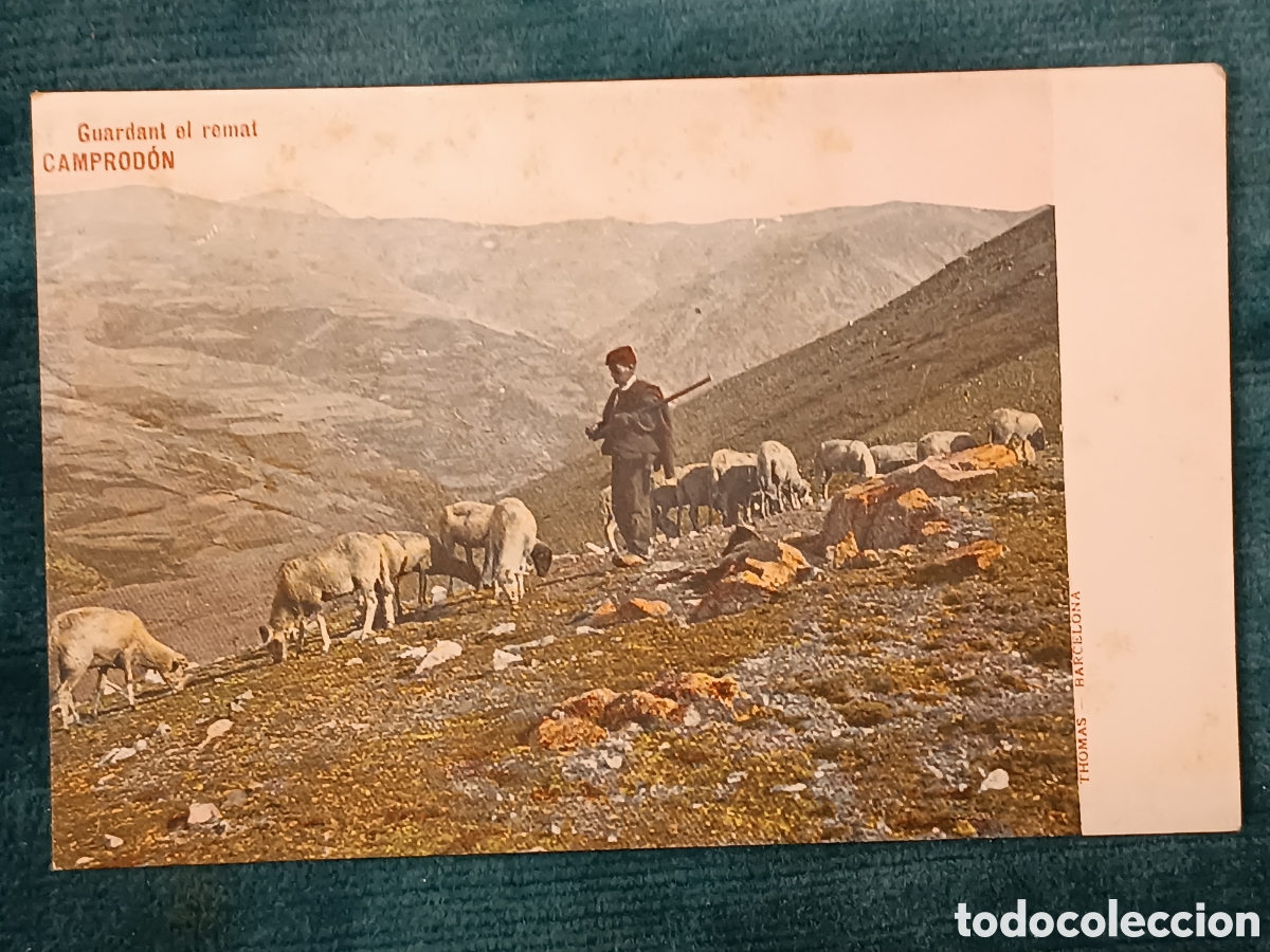 Postales: Guardant el ramat. CAMPROD&Oacute;N. Camprodon