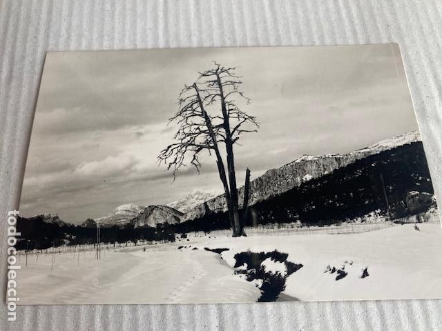 Postales: Berga. Campllong. Pi de les Tres Branques. Foto Deseuras. Fotografica
