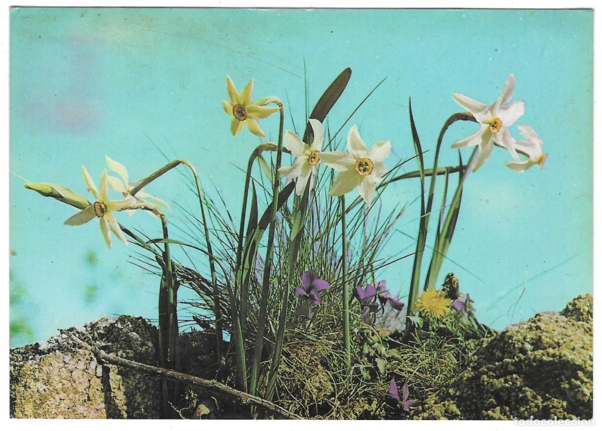 Postales: Postal Montseny. Barcelona. Narcisos. ref. 7-barcelona22