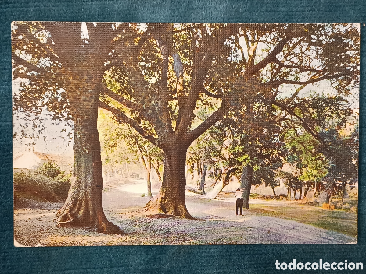 Postales: Serie 1a. N&uacute;m 6. LA GARRIGA. Bosque de Terr&eacute;s