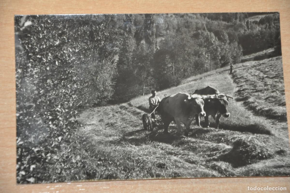Postales: postal martinet, dallando un prado, foto cuyas