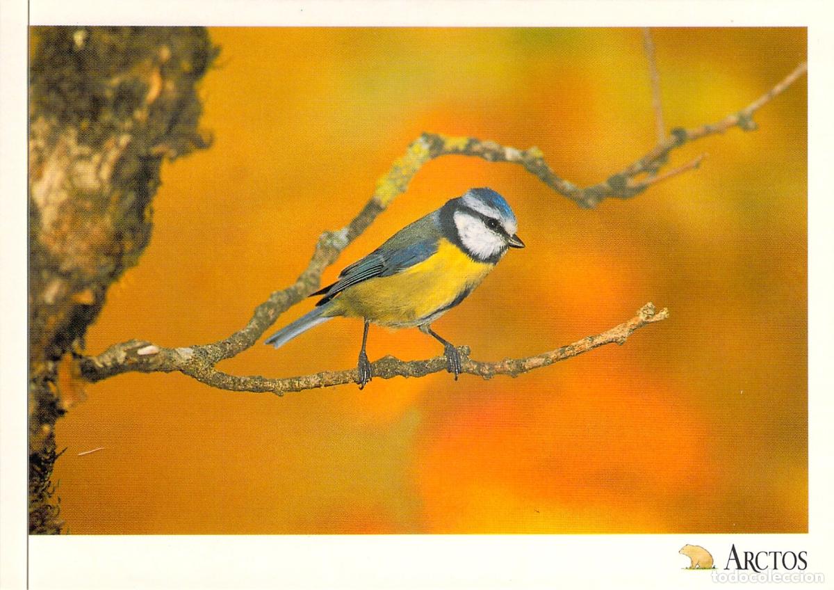 Postales: Postal de Herrerillo Com&uacute;n - Serie Los Colores de los P&aacute;jaros