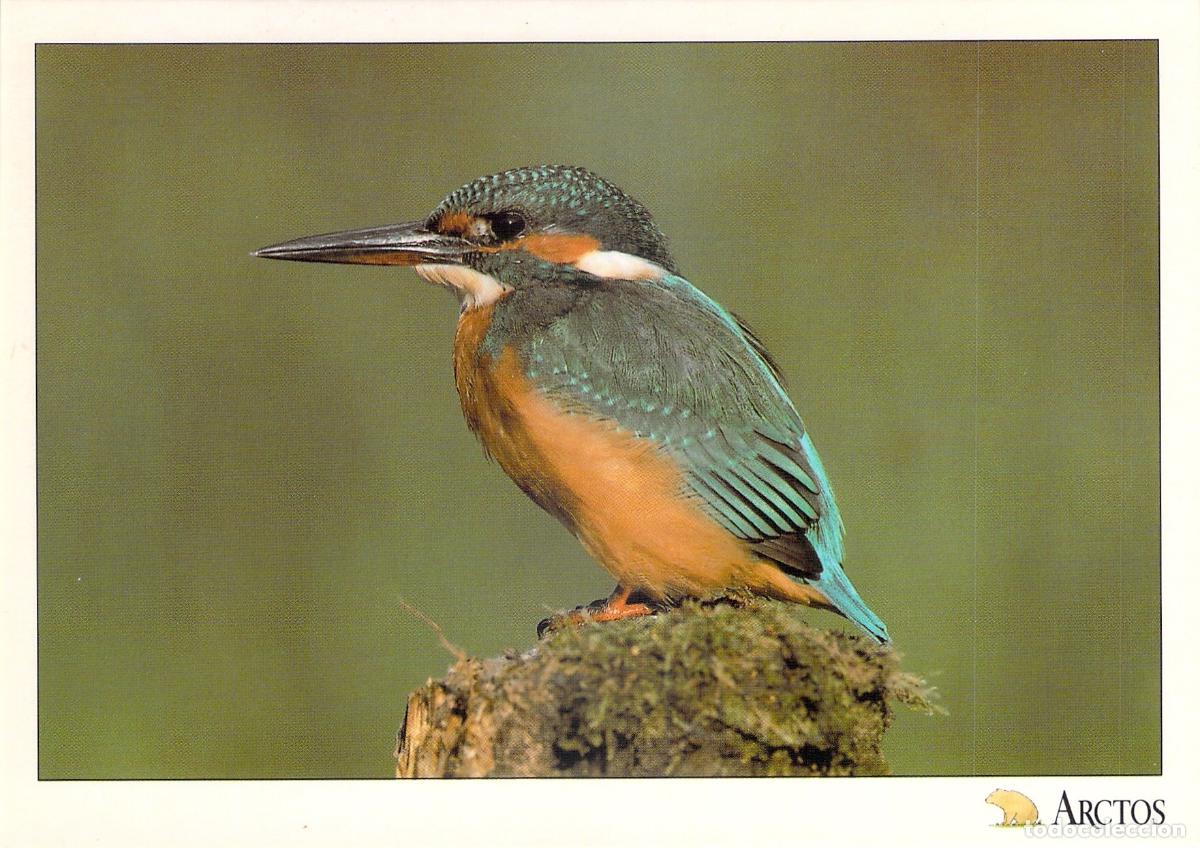 Postales: Postal de Naturaleza: Mart&iacute;n Pescador (Blauet) - Foto Antonio L&oacute;pez