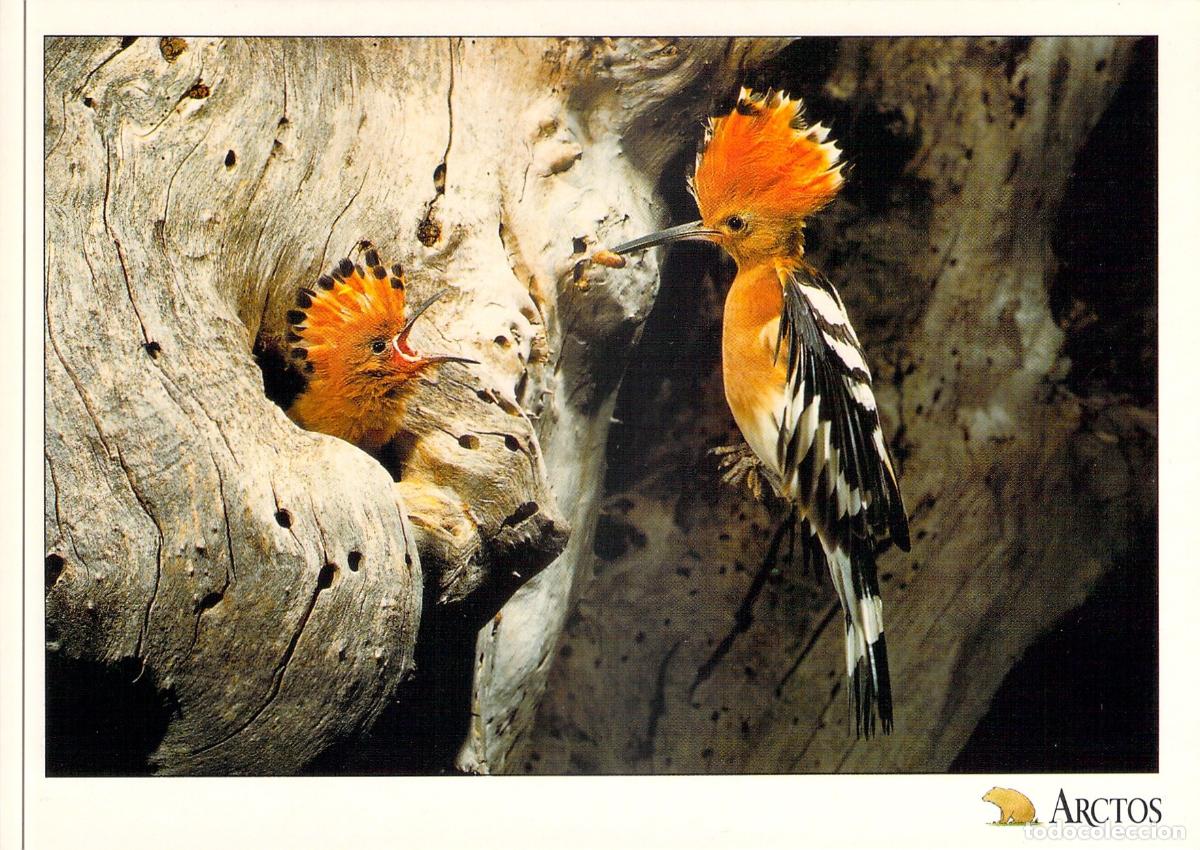 Postales: Tarjeta Postal de Abubilla Alimentando Polluelos - Foto Ricardo Vila