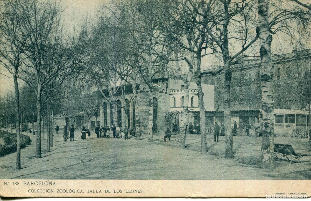 Postales: BARCELONA-ZOOLOGICA-JAULA DE LEONES- LB BARTRINA N&ordm; 188- SIN DIVIDIR
