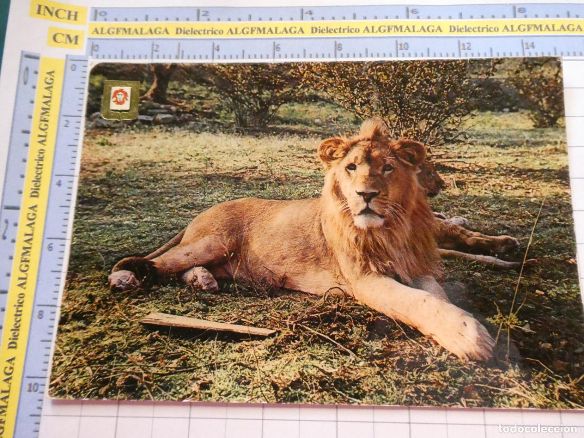Postales: POSTAL DE TARRAGONA. 1973. ALBI&Ntilde;ANA RIO LEON SAFARI PARK ZOO. LE&Oacute;N MACHO ZAMBA 4 FISA. 2795