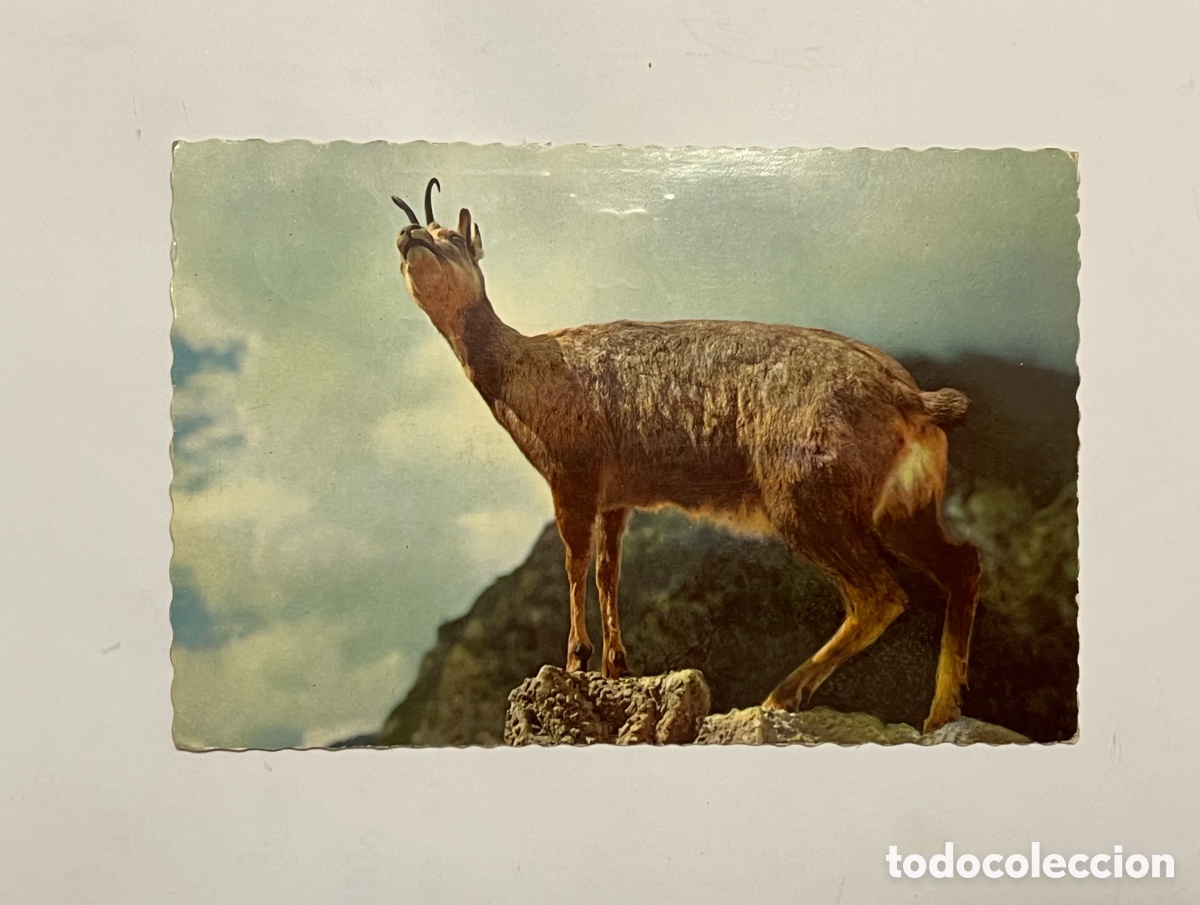 Postkarten: Pirineos de L&eacute;rida - El Isard - Garc&iacute;a Garrabella n&ordm; 5104. Oficina Municipal de Turismo