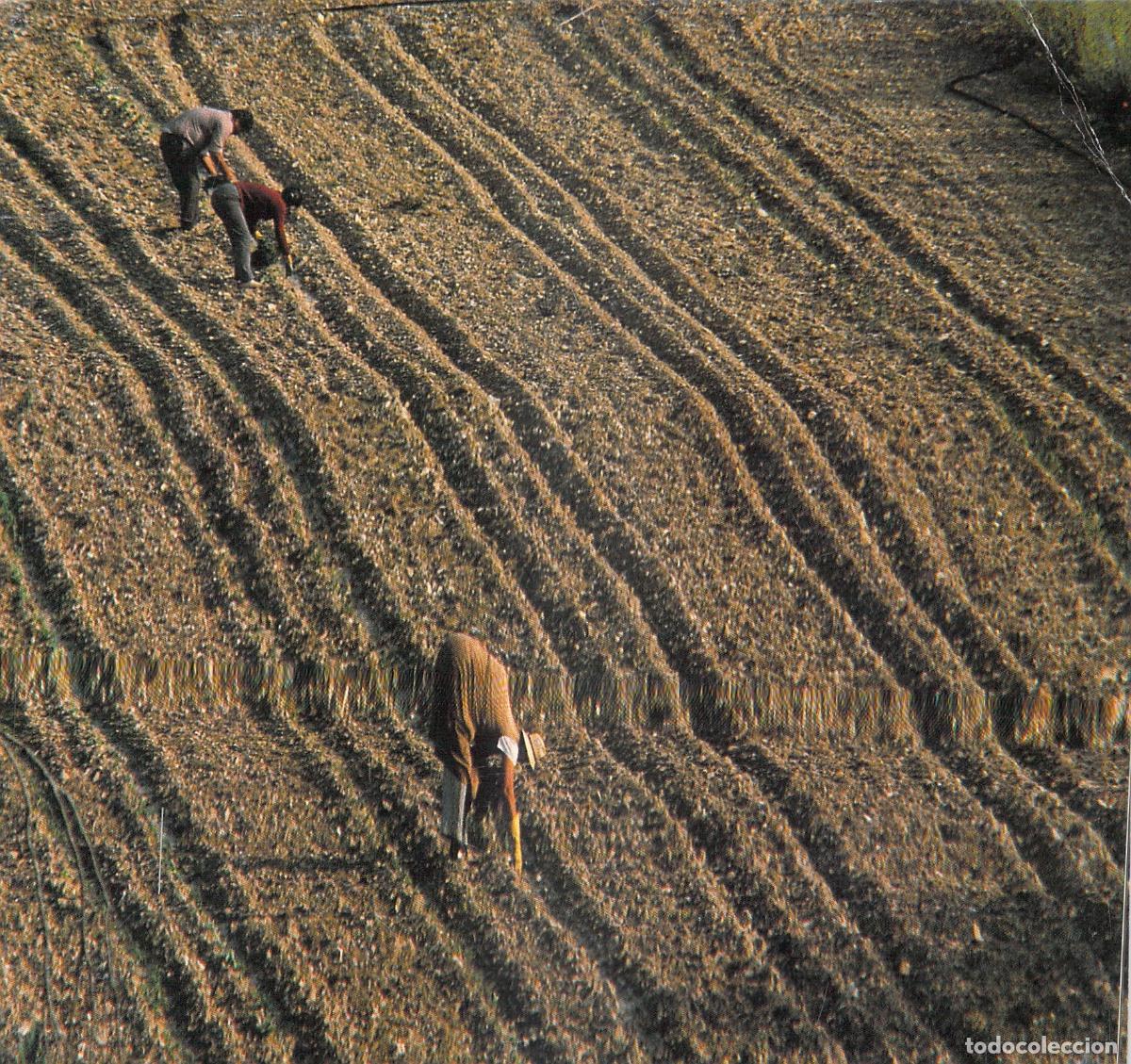 Postales: Postal Escena de Agricultura y Trabajadores en el Campo