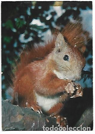 Postales: &rdquo; ARDILLA &rdquo;.- ALFABETO DE SORDOMUDOS.- CASA DEL SORDOMUDO DE BARCELONA, PUBLICIDAD