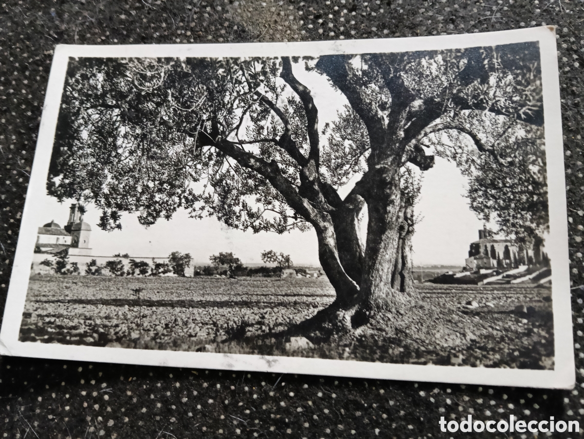 Postales: Postal de BALAGUER, Olivo centenario de la Real