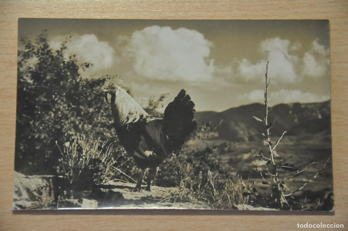 Postales: postal prullans de cerda&ntilde;a, un gallo foto cuyas