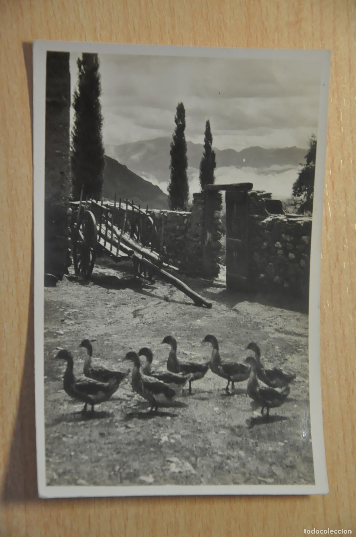 Postales: postal prullans cerda&ntilde;a, foto cuyas