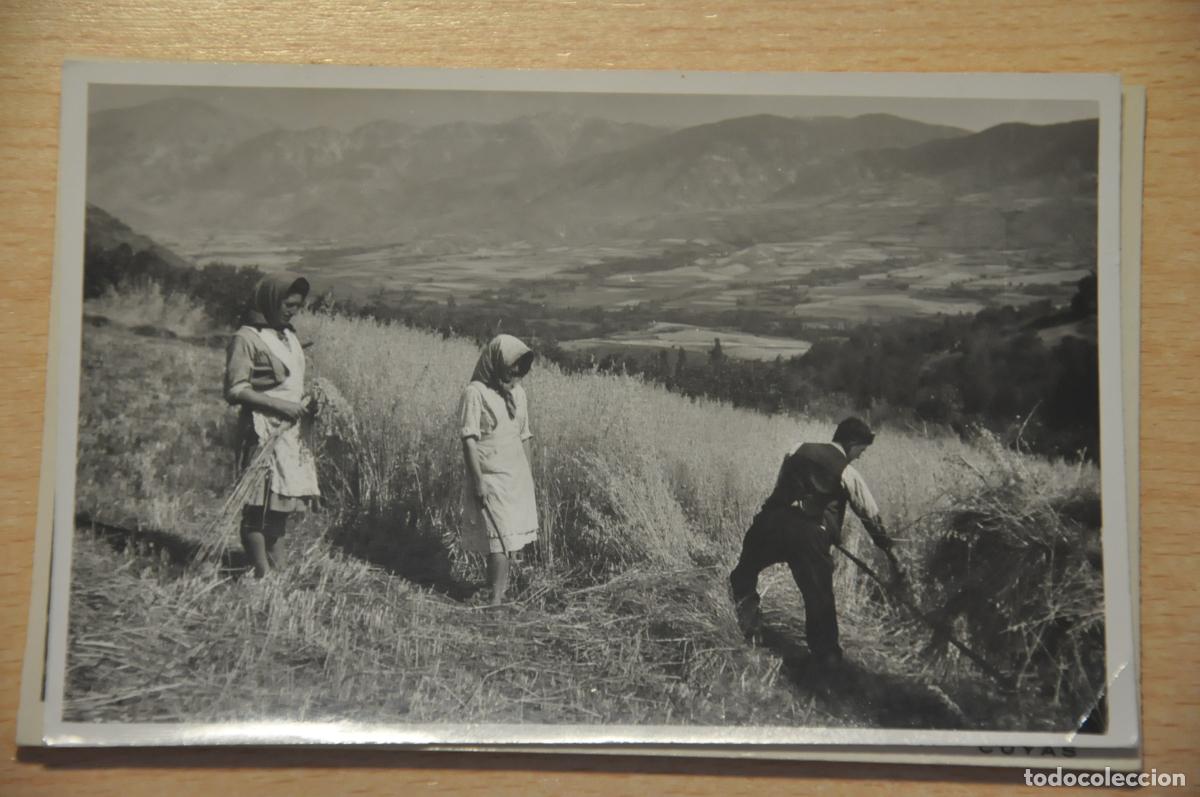Postales: postal prullans de cerda&ntilde;a, segando la avena, foto cuyas