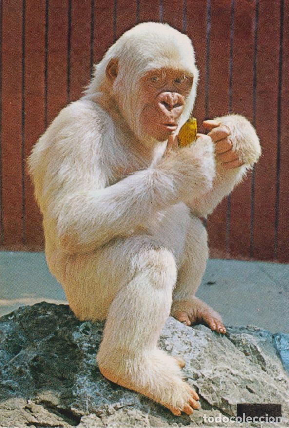 Postales: BARCELONA, PARQUE ZOOLOGICO, GORILA ALBINO, COPITO DE NIEVE &ndash; A.ZERKOWITZ N&ordm;14 &ndash; S/C