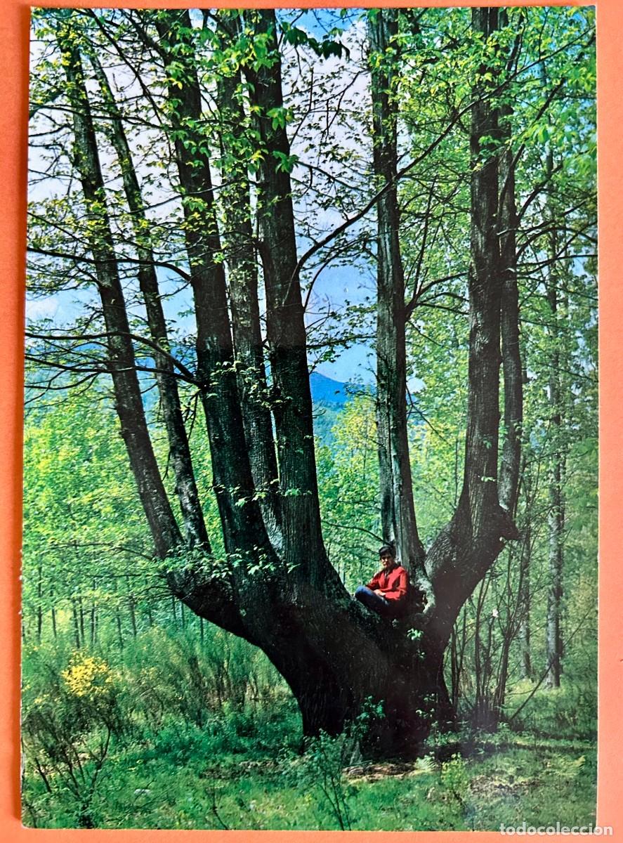 Postales: POSTAL VILADRAU CASTA&Ntilde;O DE LAS 9 RAMAS - ZERKOWITZ A&Ntilde;O 1965 - ESCRITA CIRCULADA EN 1982