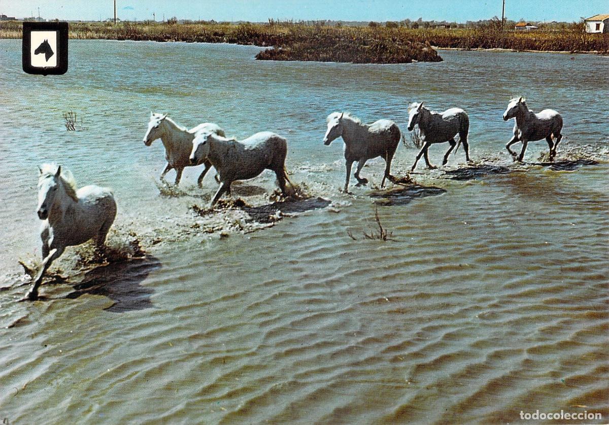 Postales: Postal Caballos Blancos en Libertad Escudo de Oro