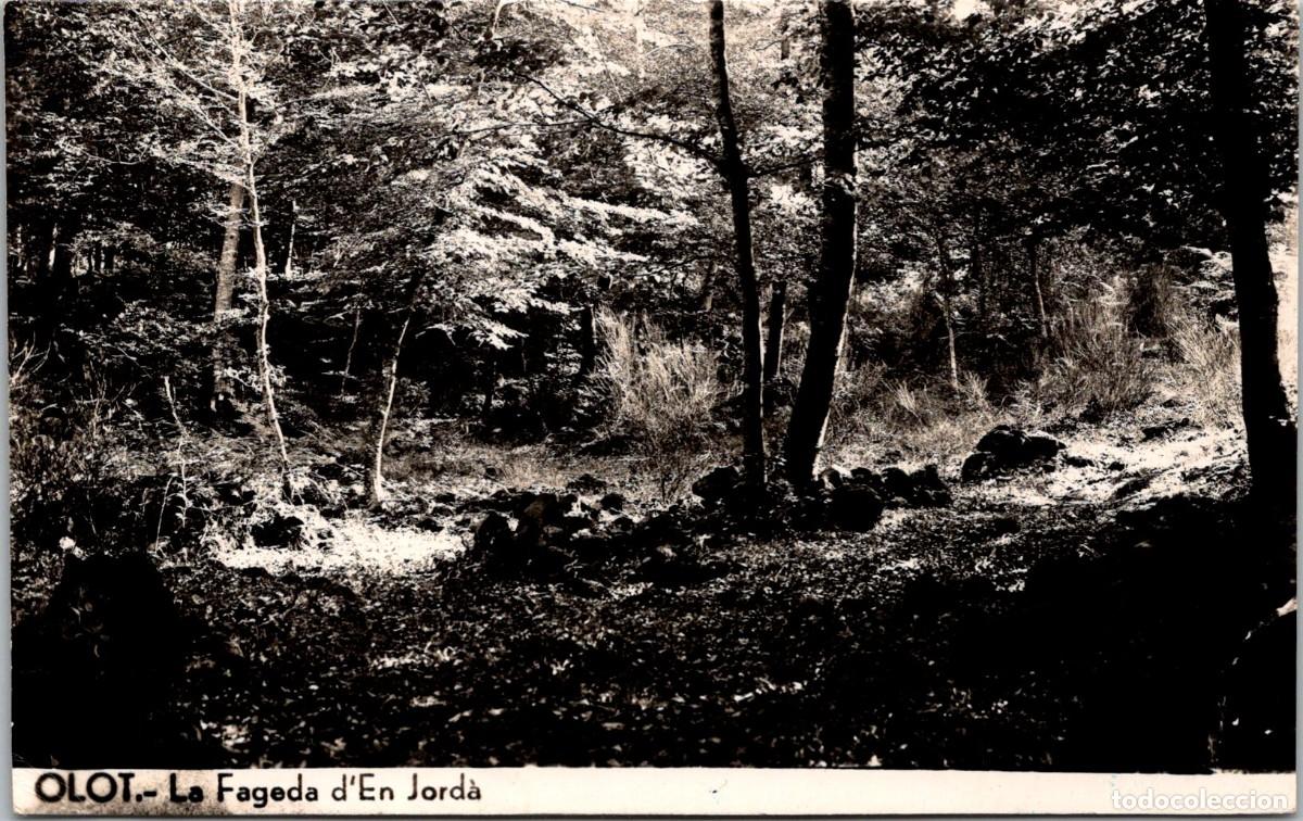 Postales: Olot - La Fageda d'En Jord&agrave; - Fotogr&aacute;fica - Sin m&aacute;s datos - 137x86mm