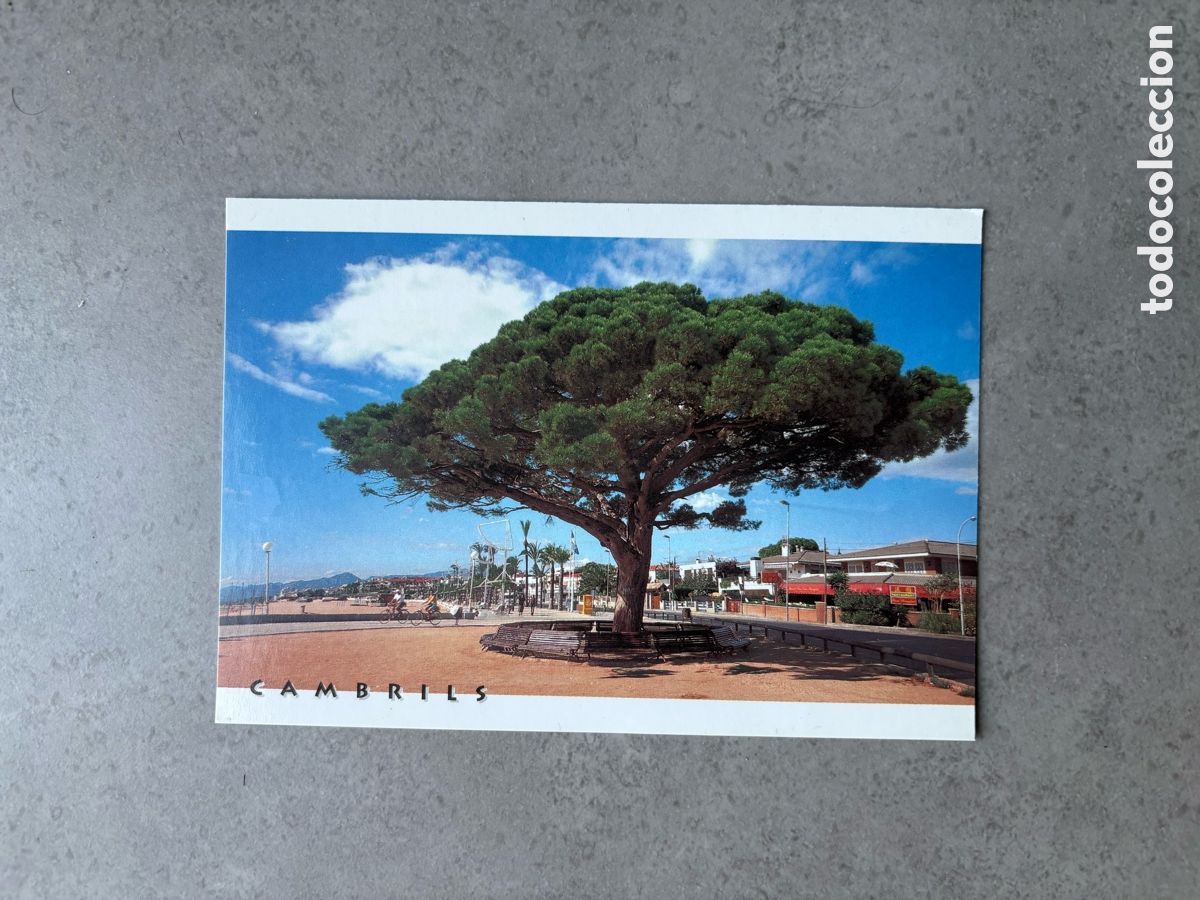 Postales: Postal tur&iacute;stica Cambrils - Tarragona (Catalu&ntilde;a, Espa&ntilde;a) &aacute;rbol