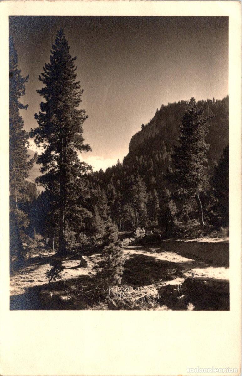 Postales: La Molina - Bosque de Els Pletissals - Hoteles Solineu y Ciervo Blanco 6 - 139x89mm -In&eacute;dita en Todo